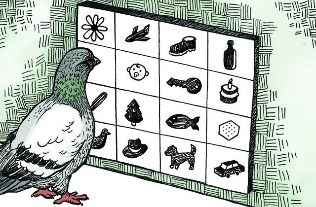 Mediante el aprendizaje asociativo, el picoteo de una paloma puede reflejar la alta tecnología.