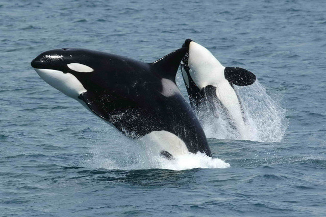 Pareja de orcas