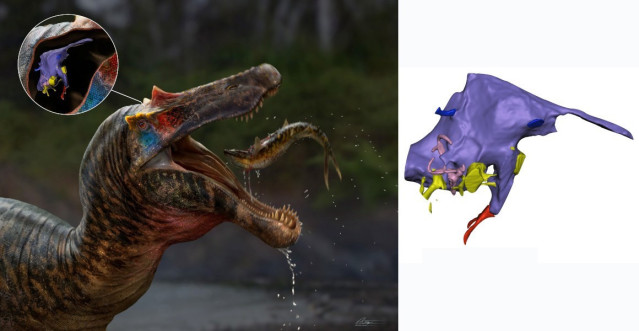 Las tomografías computarizadas revelaron lo que habría contenido el cerebro del Ceratosuchops, incluida la cavidad cerebral (púrpura), los nervios craneales (amarillo), el oído interno (rosa) y los vasos sanguíneos (rojo y azul).