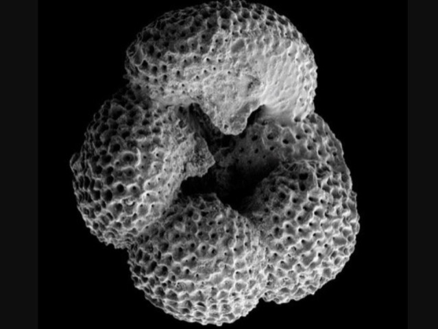Las forams son pequeñas y fusiformes. Este foramen pertenece a la especie Dentoglobigerina altispira, que se extinguió hace unos 3 millones de años, posiblemente debido a la expansión de la capa de hielo del hemisferio norte.