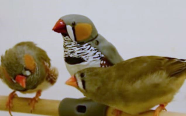 Robofinch junto a ejemplares de pinzón cebra
