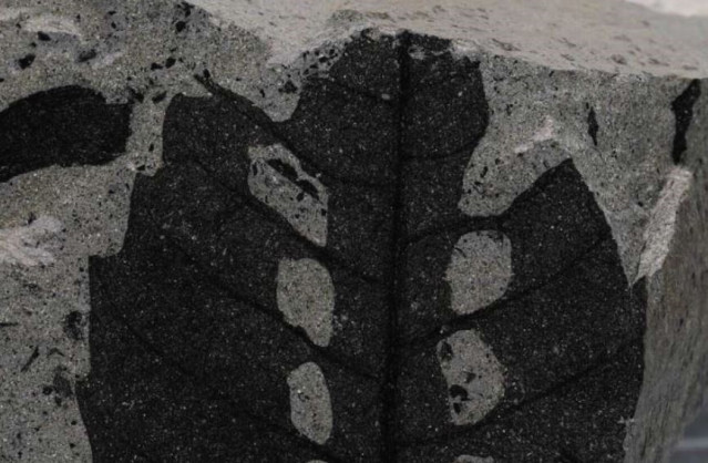 Hojas de gigantopterido que muestran daños por alimentación de insectos.