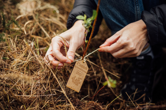El proyecto de reforestación ‘Bosque Canon’, ubicado en la playa de Torimbia, en el concejo de Llanes (Asturias), junto al partner especializado Bosquia