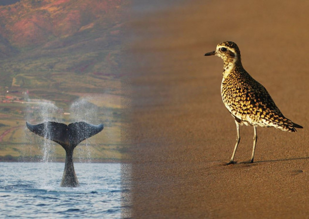 Kohala (ballena jorobada) y Kōlea (chorlito dorado del Pacífico)
