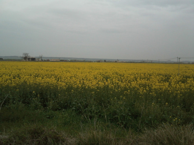 Archivo - Campo De Colza