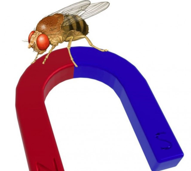 El sentido de la magneto-recepción está extendido en el mundo animal