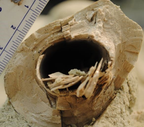 Hueso roto de la espinilla de un dinosaurio carnívoro, que muestra anillos como los de un árbol. Estos anillos estrechamente espaciados se formaban anualmente e indican que se trataba de un animal de crecimiento lento y larga vida.