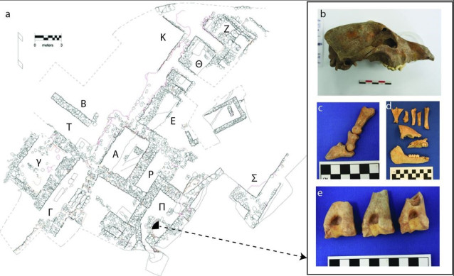 Mapa y ejemplos de la fauna encontrada en la casa Petsas de Micenas