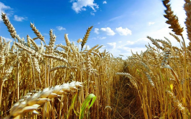 Una nueva investigación ofrece pistas para proteger los cultivos mundiales de trigo, frecuentemente devastados por el virus del mosaico amarillo del trigo (VMMA).