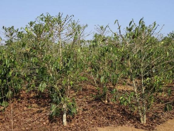 Cafeto estresado por la sequía