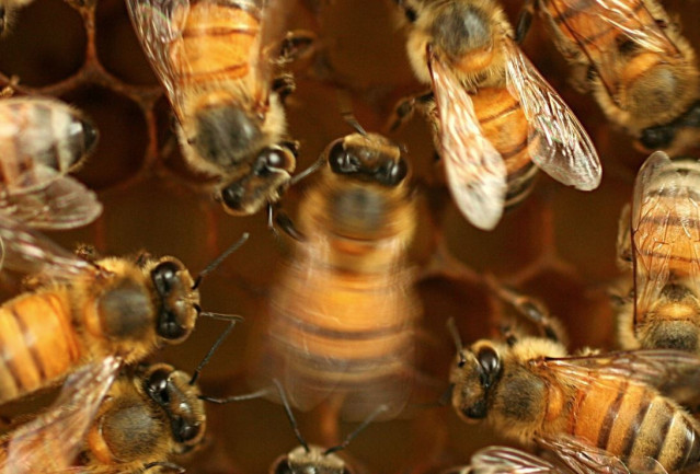 Una abeja melífera (centro) baila contoneándose.