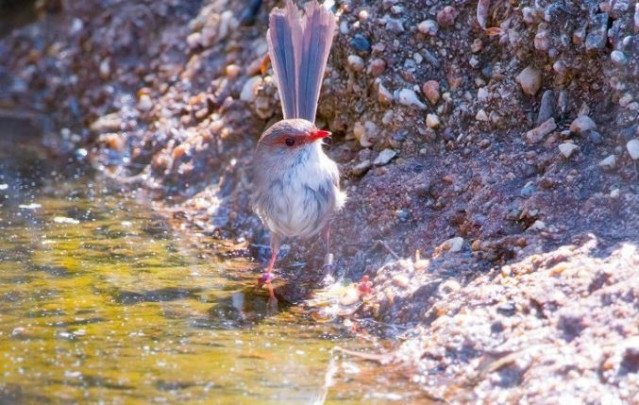 Imagen de un Malurus cyaneus  en el Australian National Botanic Gardens