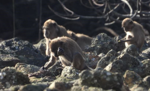 Ejemplo de un macaco de cola larga utilizando una herramienta de piedra para acceder a la comida.