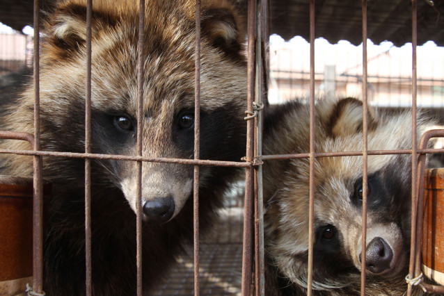 Archivo - Perros mapache enjaulados en China, antes de ser despellejados vivos para obtener sus pieles.