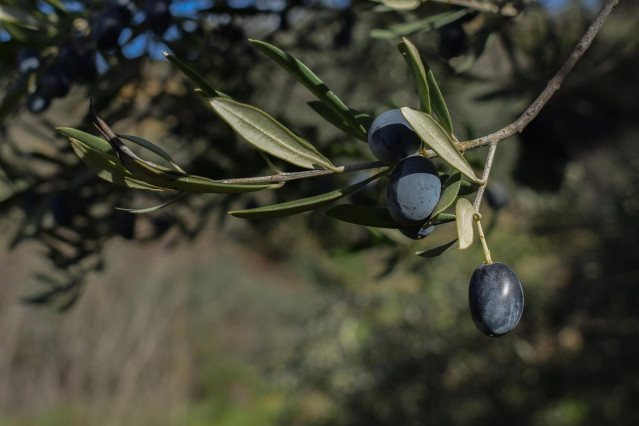 Archivo - Aceituna negra