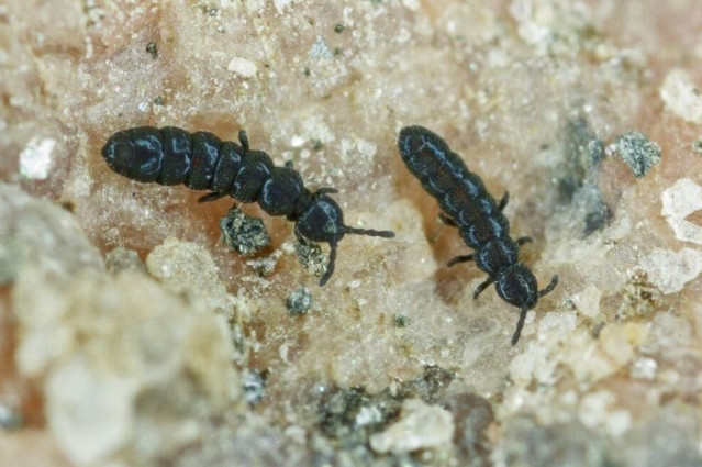 Colémbolos de la Tierra de la Reina Maud en la Antártida.