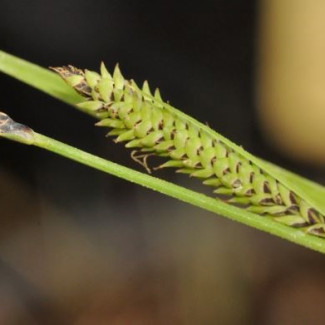 Imágenes de primer plano de las partes reproductivas (inflorescencias conocidas como espigas) de la especie recién descrita Carex quixotiana.