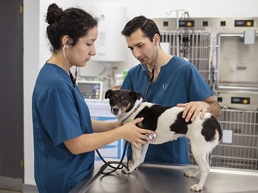 Sala procedimientos Veterinaria Concepcion