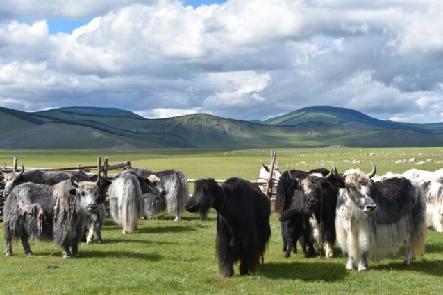 Los yaks pastan en la actual Mongolia