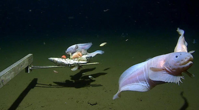 Imágenes del pez caracol vivo desde 7500-8200m en la Fosa de Izu-Ogasawara.