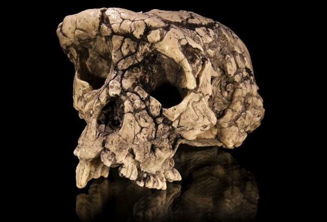 Molde del cráneo holotipo Sahelanthropus tchadensis TM 266-01-060-1, apodado Toumaï, en vista facio-lateral.
