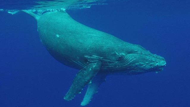 Ballena azul pigmea