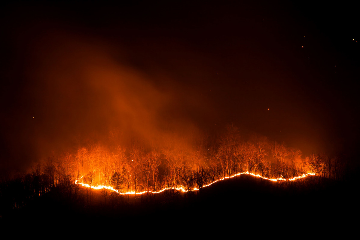 Forest fire burning trees at night 2023 02 11 01 13 37 utc (1)