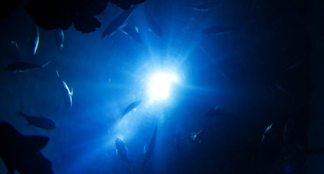 'Zona Crepuscular' Del Océano