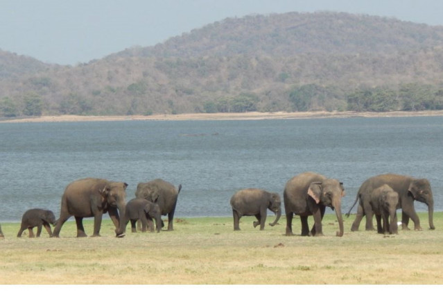 En Sri Lanka, un gran embalse de Minneriya construido por el rey Mahasen en el siglo III proporciona a los elefantes asiáticos un suministro de agua durante todo el año y vegetación de llanura aluvial para alimentarse.
