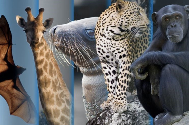 Especies de mamíferos