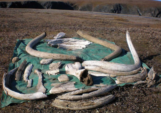 Foto de campo de colmillos, dientes y huesos variados de mamut lanudo recolectados en la isla Wrangel por coautores (y otros) del nuevo estudio de Nature