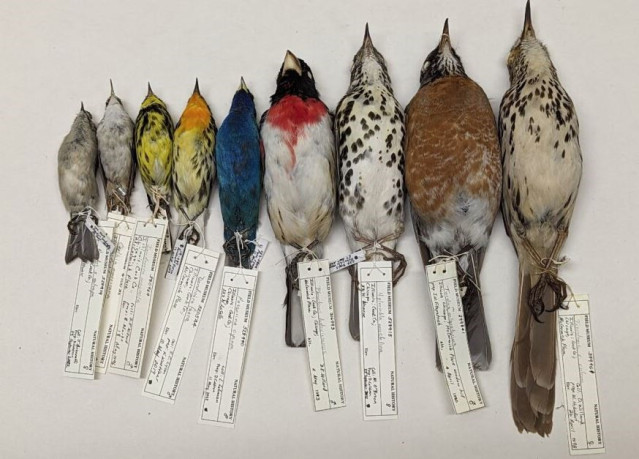 Esta fotografía muestra ejemplares del estudio de aves muertas en colisión con edificios del Field Museum.