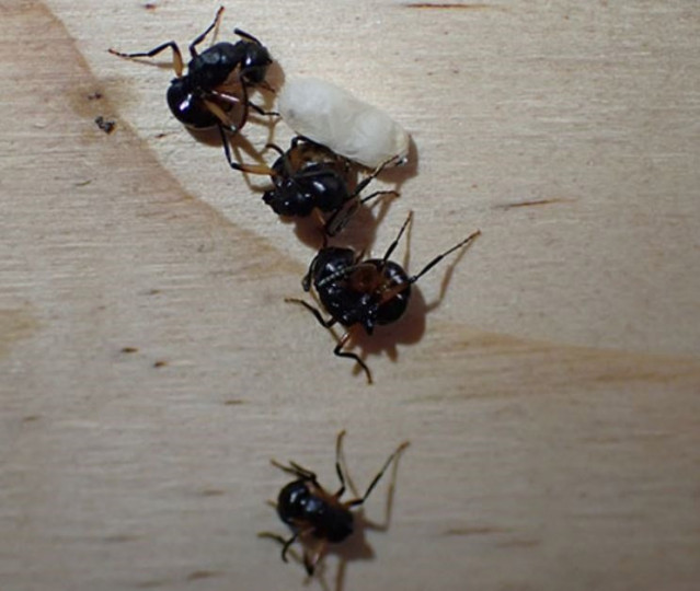 Hormigas Polyrhachis femorata fingiendo la muerte