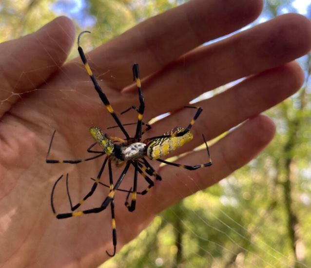 Una araña Joro se da un festín con una oruga