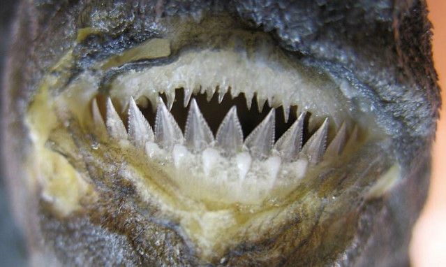 Las fauces de Dalatias licha (tiburón kitefin). Los dientes inferiores del tiburón forman un borde cortante continuo con el que puede morder pedazos de animales más grandes.