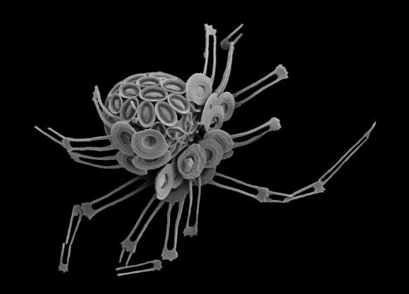 Una imagen de microscopio electrónico de barrido de Michaelsarsia elegans, un tipo de cocolitóforo muestreado a 95 m de profundidad en el Mar de los Sargazos.