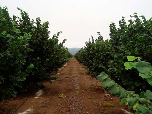 Avellanos