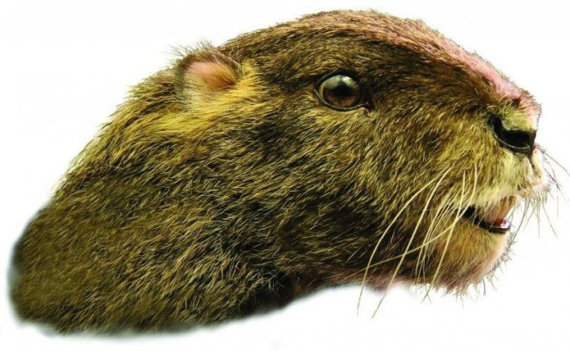 Una ilustración de Vintana, un antiguo mamífero parecido a una marmota que vivió en Madagascar durante la época de los dinosaurios.