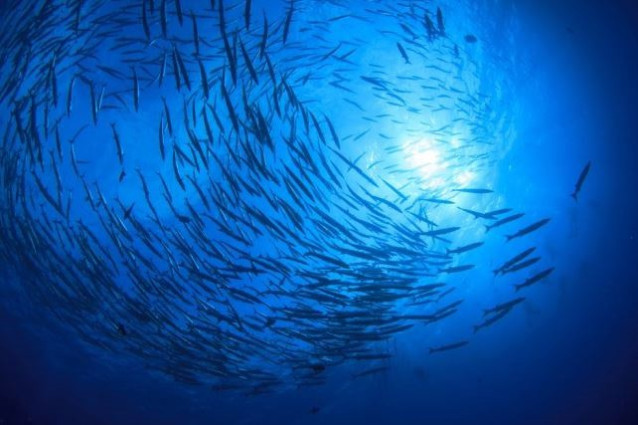 Banco de peces