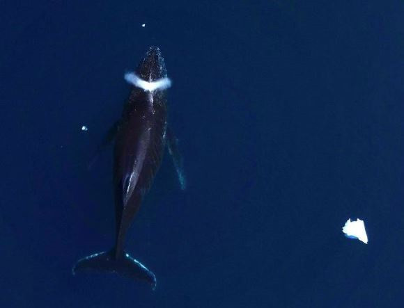 Ballena jorobada