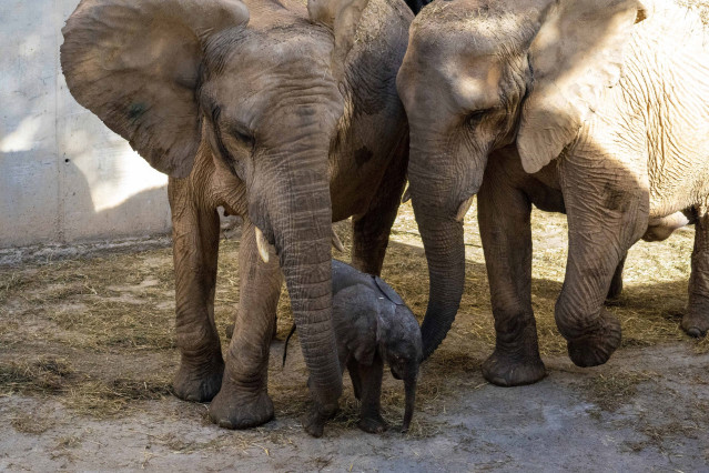 Archivo - La cría de elefante recién nacida