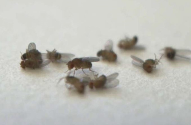 Se identificó un puñado de neuronas en el cerebro de la mosca como un componente clave de cómo las experiencias adversas, en este caso la percepción de congéneres muertos, modulan el envejecimiento.