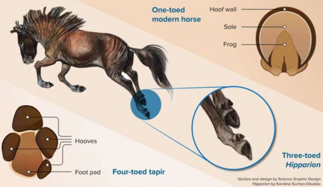 Vista plantar (debajo) de las patas de un tapir de cuatro dedos (izquierda) y un caballo de un dedo (derecha). En el medio, una reconstrucción del extinto caballo de tres dedos Hipparion