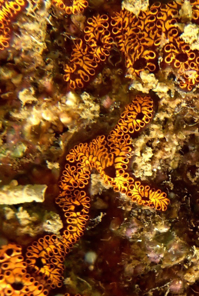 Invertebrado colonial pardo-amarillo de la ascidia colonial (Botrylloides niger), posible origen en el Atlántico tropical y fotografiada en Aguamarga (Alicante) cuya imagen ha sido cedida por el catedrático Alfonso Ramos.