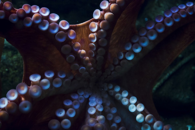 Archivo - Tentáculos de un pulpo.