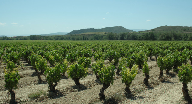 Archivo - Viñedos en La Rioja.