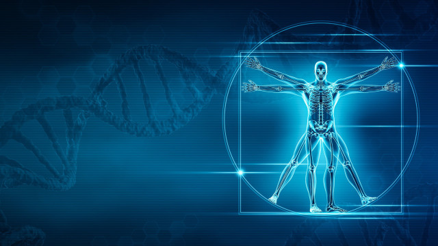 Un nuevo estudio ha identificado los genes que dan forma a nuestros esqueletos.