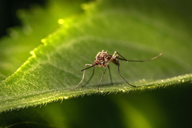 Archivo - Mosquito tigre