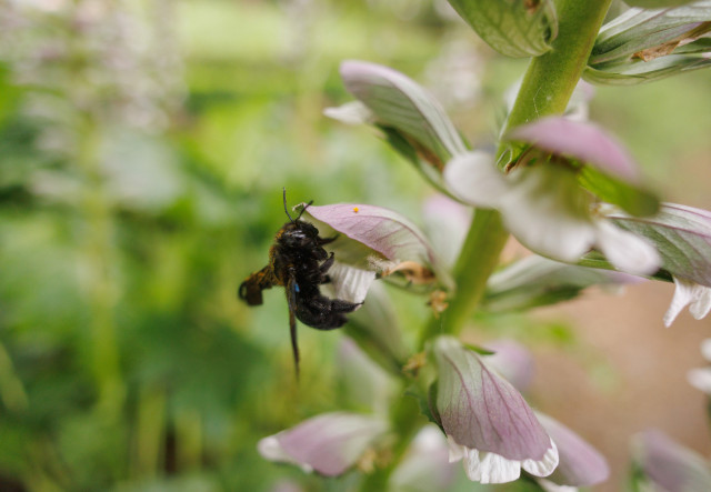 Archivo - Una avispa en una flor