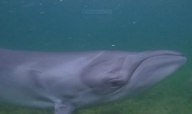 Ballenas francas pigmeas en estado salvaje